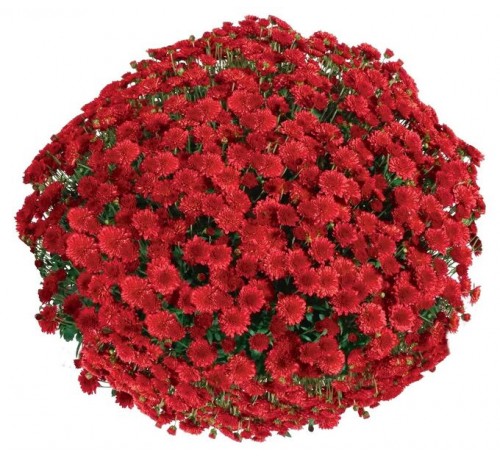 Хризантема Сисайд Ред (Seaside Red)